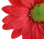 Una flor roja